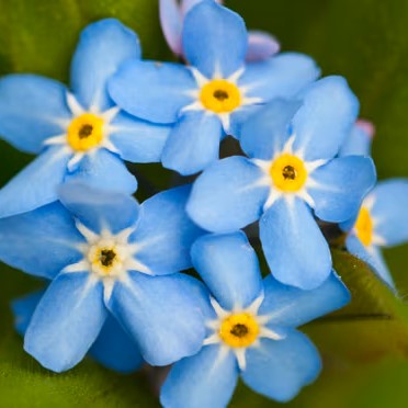 Forget-me-not flowers